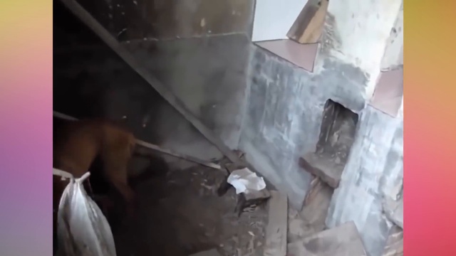 Dogs Protecting Their Babies - Dogs Protecting Puppies Compilation