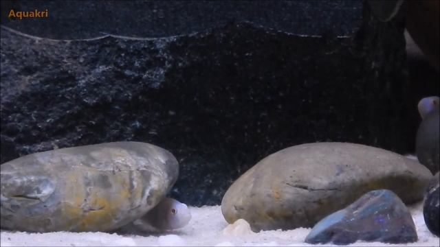 Snow white Cichlid (Pseudotropheus Socolofi) Albino Pindani Care & Tank Set up смотреть онлайн