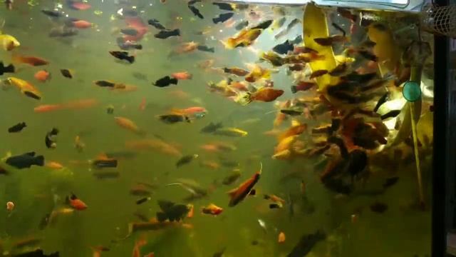 Презентация аквариума