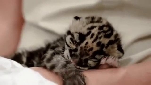 Детеныш леопарда? смотреть онлайн