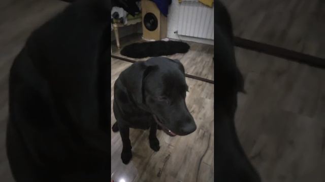 Лабрадор ретривер вредина смотреть онлайн