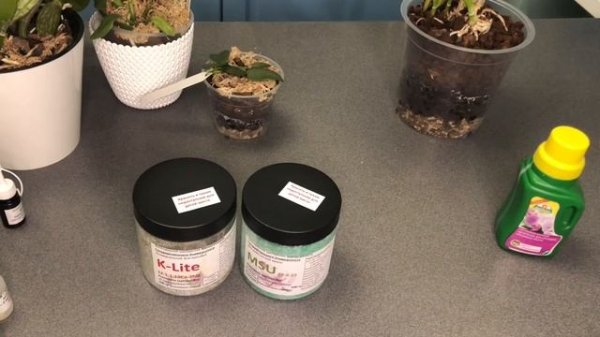 Удобрения для орхидей. K-lite, MSU. Полив каттлей по просушке