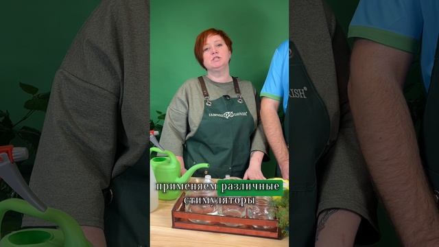 Как улучшить всхожесть семян? смотреть онлайн