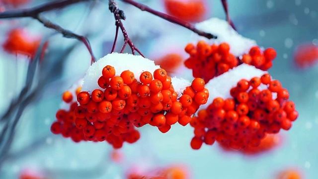 Казачья песня "ПОЧЕМУ ЖЕ, ГОСПОДИ?". Поэт Ковалев С.Е., комп. и исп. Мирошниченко А.Н смотреть онлайн