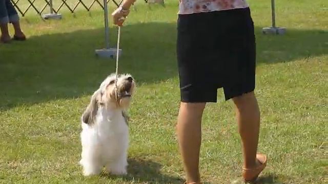 HAL basset hound --- Shizuoka East Collection Dog Club show 2009 Aug 29, Group match смотреть онлайн