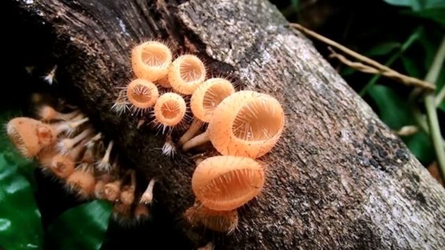 ГРИБЫ КРАСНАЯ КНИГА РОССИИ