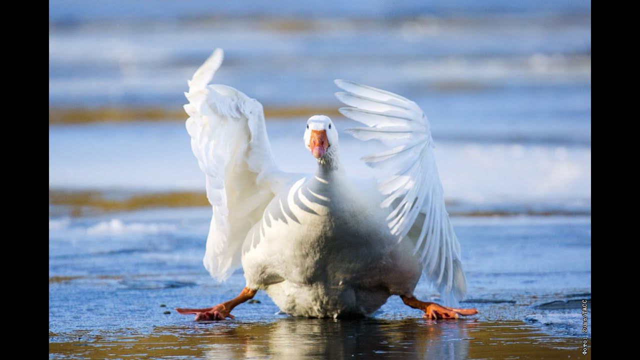 Такого на рыбалке у вас точно не было #shorts смотреть онлайн