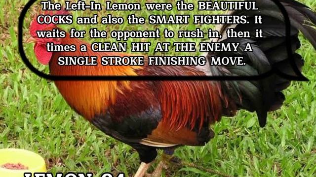 TOP 10 BLOODLINES of GAMEFOWL #backyardbreeder #gamefowl #pitmaster смотреть онлайн