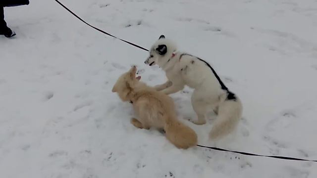 Лисы Асти и Враска играют в снегу. Foxes Asti and Vraska play in the snow смотреть онлайн