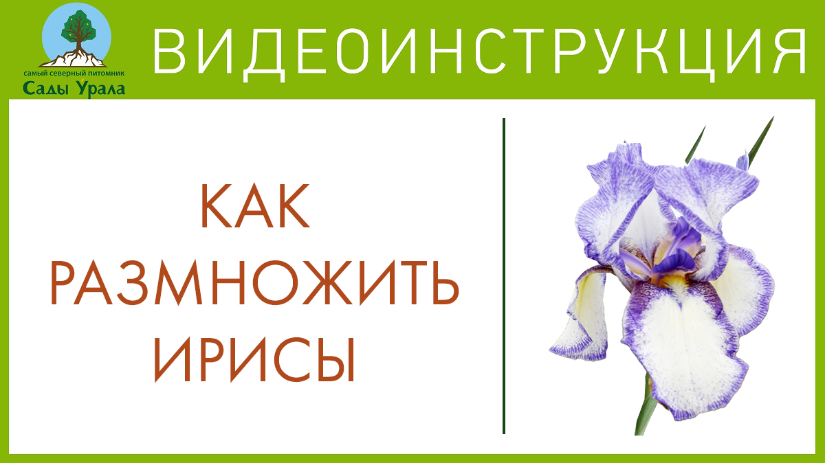 Как размножить ирисы. Телепередача Земля Уральская. Архив 2011 год смотреть онлайн