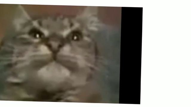 🐊{meme ~кит ты маму мав?~}🐊{Gacha life} {Мозанки🍃} смотреть онлайн