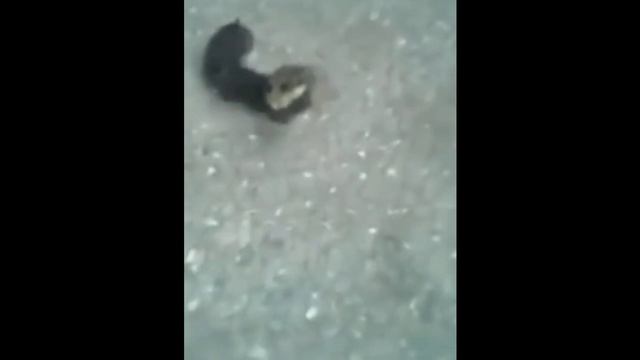 Гусеница с жалом и головой мышонка. смотреть онлайн