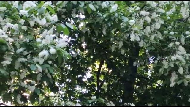 Н. Гумилёв_Это было. Романс на слова из стихотворения "Лес". Исполнитель Н. Расторгуев. смотреть онлайн
