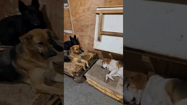 Кутята умирают в городском приюте. смотреть онлайн