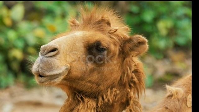 Animals living In Sahara Desert || rarest Animals of Sahara Desert|| Freelancer смотреть онлайн