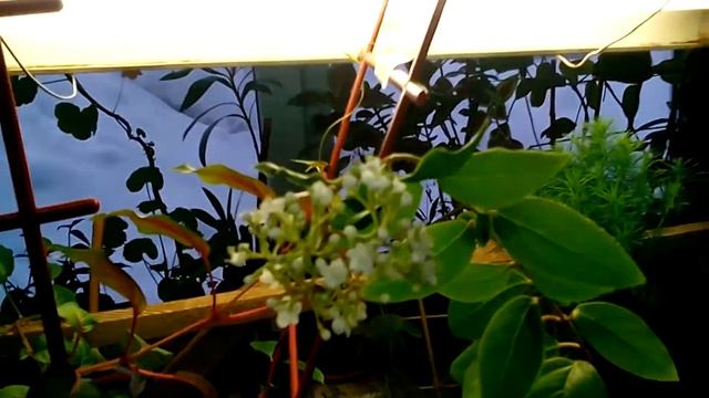 Я покажу Вам чудо (цветёт дома калина лавролистная) смотреть онлайн