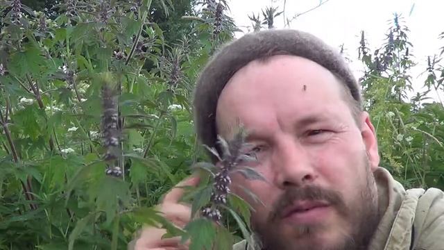 Пустырник пятилопастной: трава и её подготовка к работе. смотреть онлайн