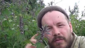 Пустырник пятилопастной: трава и её подготовка к работе.