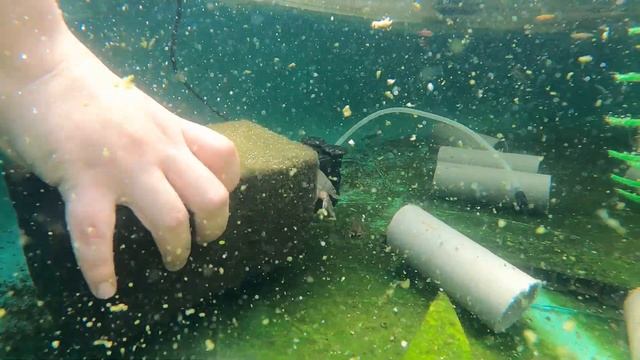 Посадили раков в бассейн на улице, посмотрим как вырастут смотреть онлайн