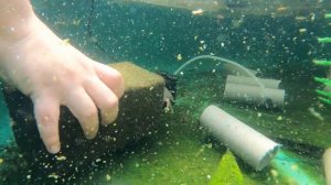 Посадили раков в бассейн на улице, посмотрим как вырастут