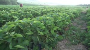 Обзор Клубники Клери и Мальвина.