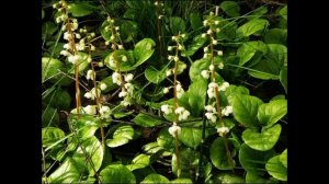 Боровая матка: показания к применению