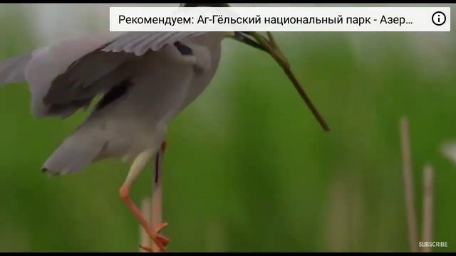 Кваква. смотреть онлайн