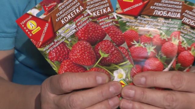 Голова садовая - ПОЛЕЗНО! Обзор земляники смотреть онлайн