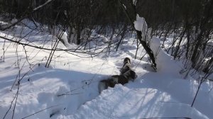 Почему из всех на свете гончих мы выбрали именно Русских гончих!