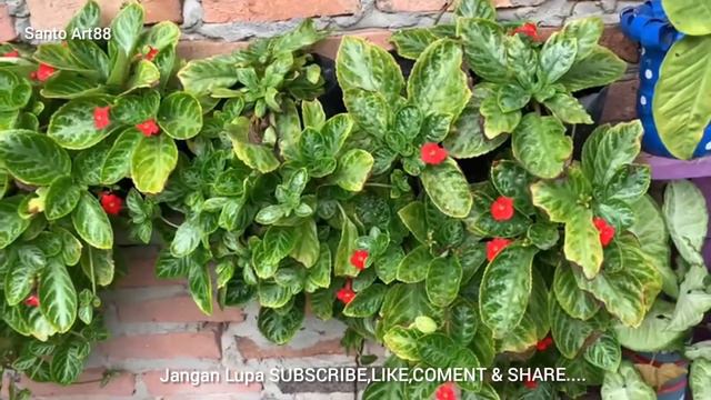 TIPS AND TRIK BUNGA EPISCIA HIJAU SUBUR DAN CANTIK смотреть онлайн