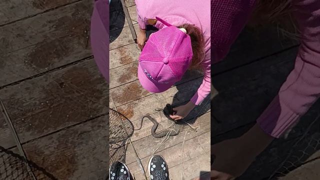 -1 вредитель, +1 широкопалый рак! смотреть онлайн