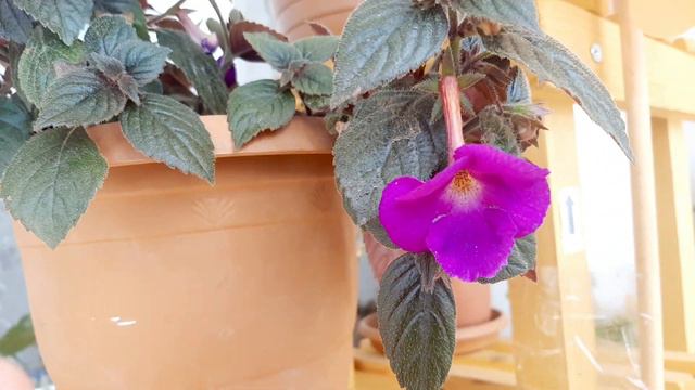 Achimenes Çiçeği Bakımı Kağıt çiçeği Çiçek bakımı Çiçek Coşturan смотреть онлайн