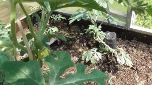 Эксперимент! Арбузы в одной теплице с помидорами! Часть Первая!