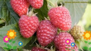 Малина обыкновенная Джоан Джи. Краткий обзор, описание характеристик, где купить саженцы rubus daes