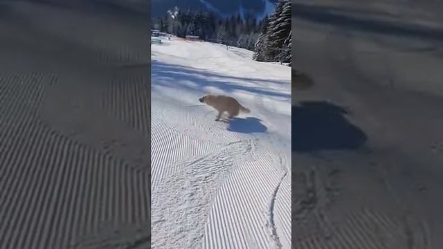 Golden Retriever Enjoys Sliding on Snow - 1166641-1 смотреть онлайн
