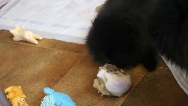 Померанский шпиц рычит смотреть онлайн