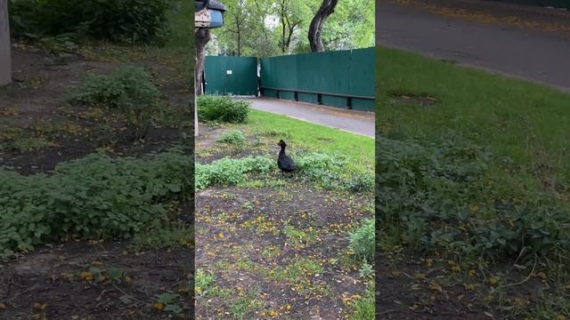 Если нечто выглядит как утка, плавает как утка и крякает как утка, то это, вероятно, и есть утка смотреть онлайн