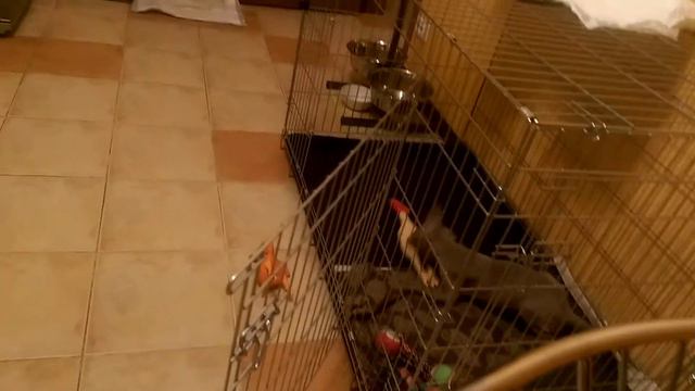 Веймаранер Ларго - первая охота