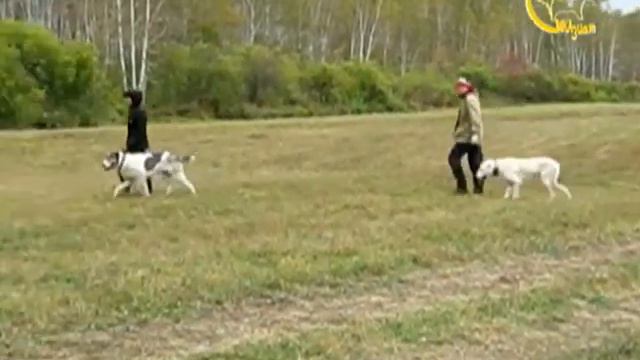 Саадат, Дана смотреть онлайн