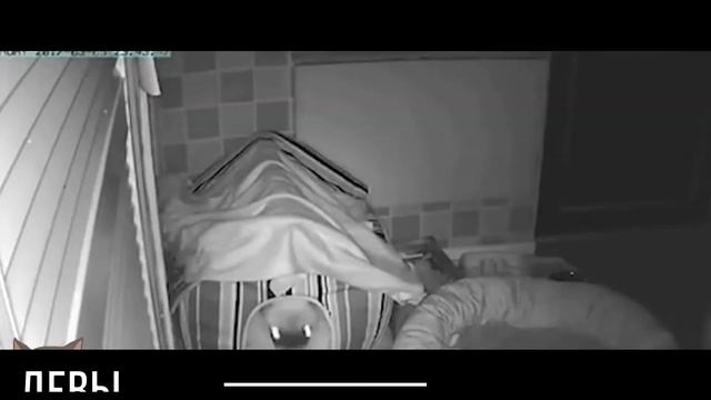 ГороскоБ № 20 - Енот. Кот. Мопс. смотреть онлайн