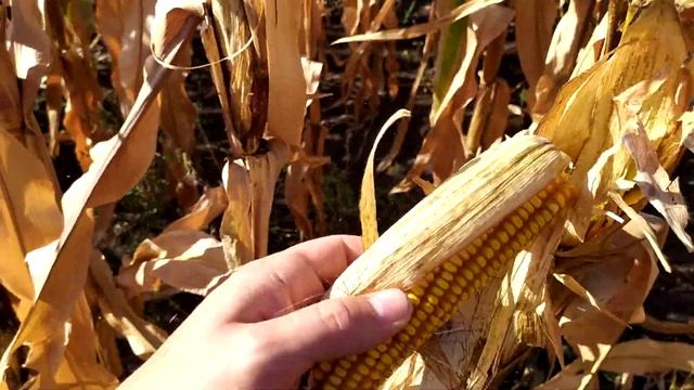 Поле гибрид кукурузы ДБ ХОТИН ФАО 280. Урожайность 12-14 тонн/гектара. (067)5605115, (095)7797888. смотреть онлайн