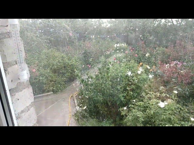 Зона рискованного земледелия для роз. Град 1 августа. смотреть онлайн