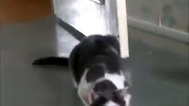 Avez vous deja vue ?... Un chat qui dit non смотреть онлайн