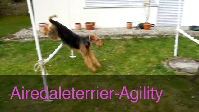 Agility: Steigerungssprünge, Airedaleterrier