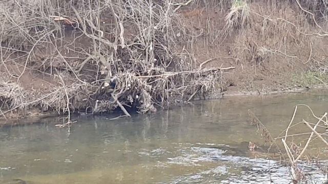 Златобрюхая водяная крыса ( лат. Hydromys chrysogaster) охотиться на Диких Курочек // Осенний схро смотреть онлайн