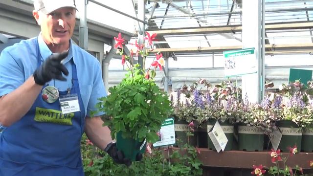 Songbird Columbine смотреть онлайн