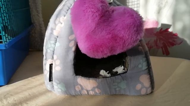 Вредный крыс /любовь зла 🐾🐾 смотреть онлайн