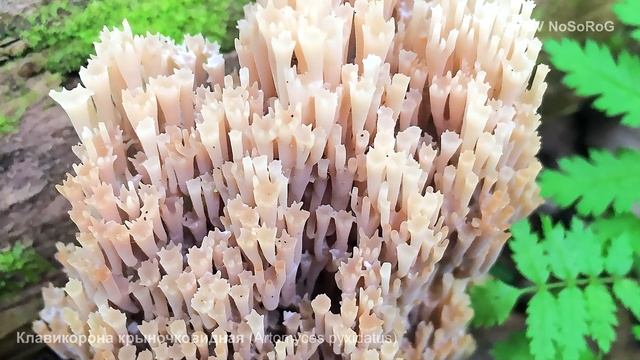 Клавикорона крыночковидная (Artomyces pyxidatus) смотреть онлайн