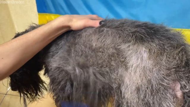Trimming and haircut Zwergschnauzer | Тримінг та Стрижка Цвергшнауцер смотреть онлайн