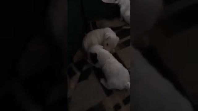 Силихем щенки смотреть онлайн